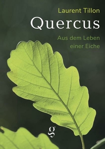 Quercus
